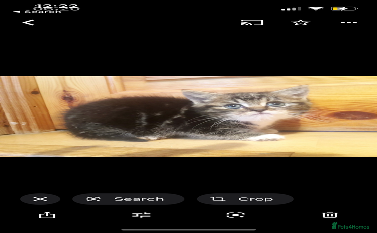 Mixed Breed cats - Advert 1