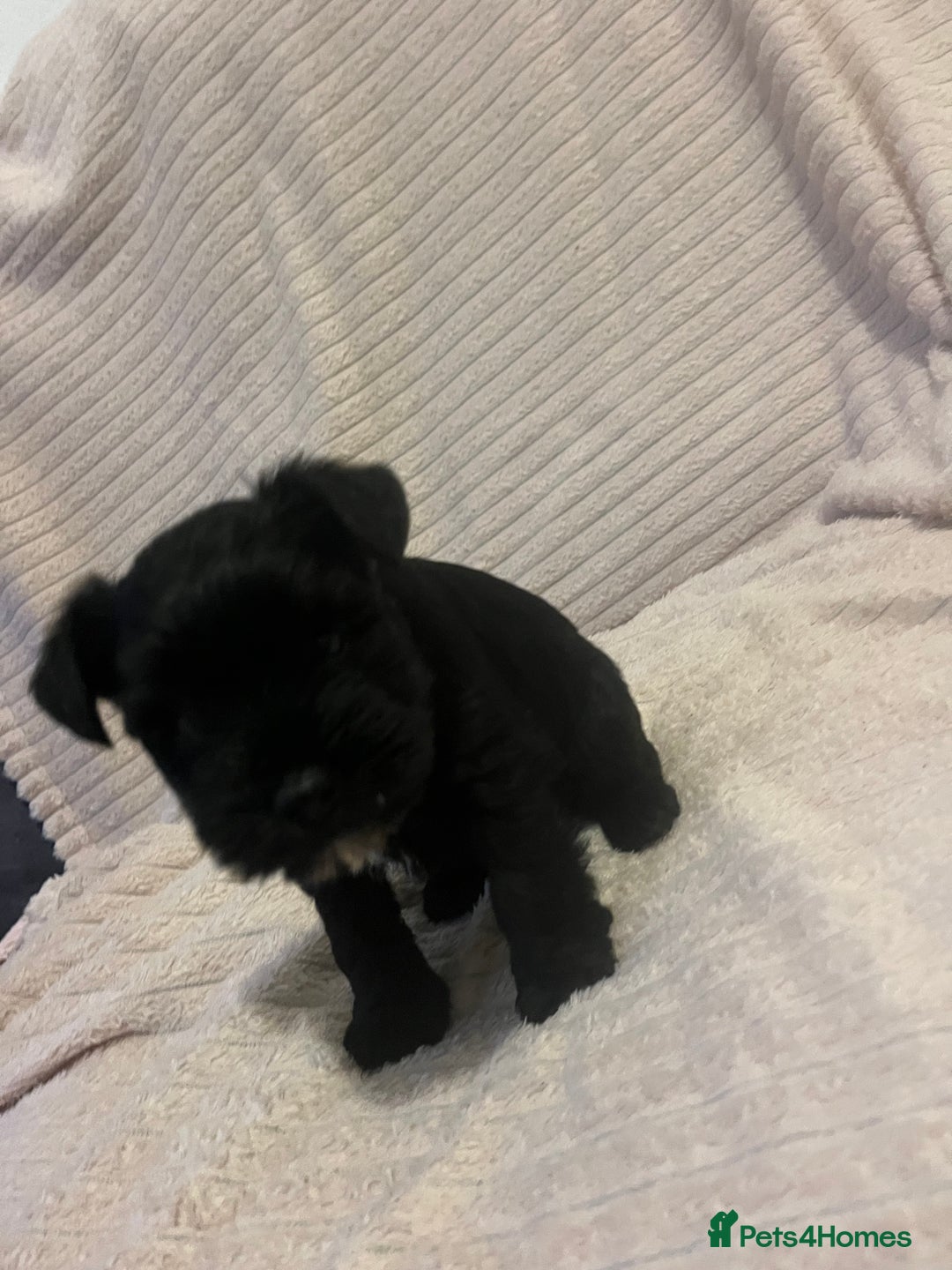 Miniature Schnauzer dogs for sale: Mini schnauzer puppies for sale  - Advert 3