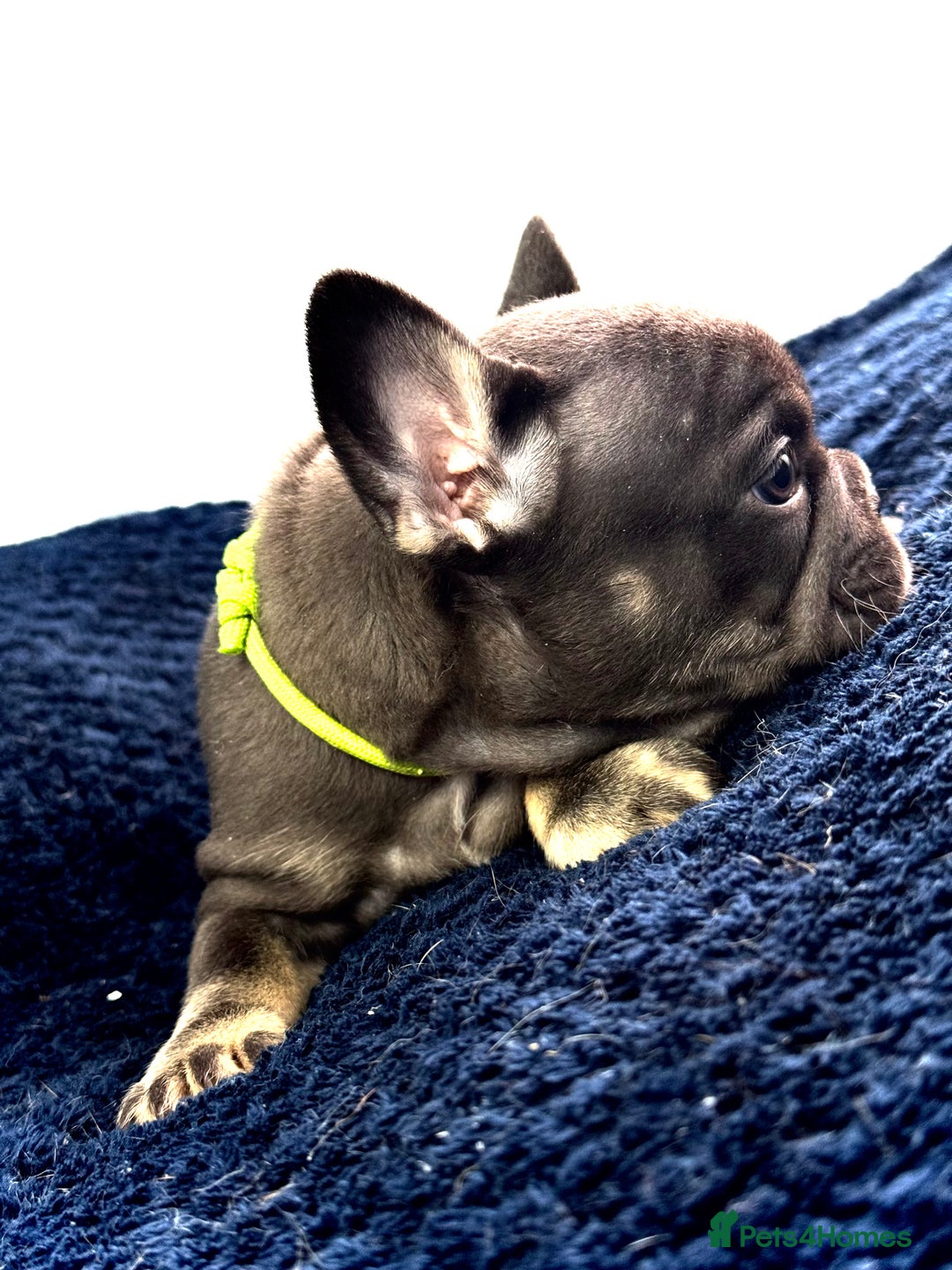 French Bulldog dogs for sale: KC Fluffy Carriers Isabella French Bulldogs puppy - Image 28