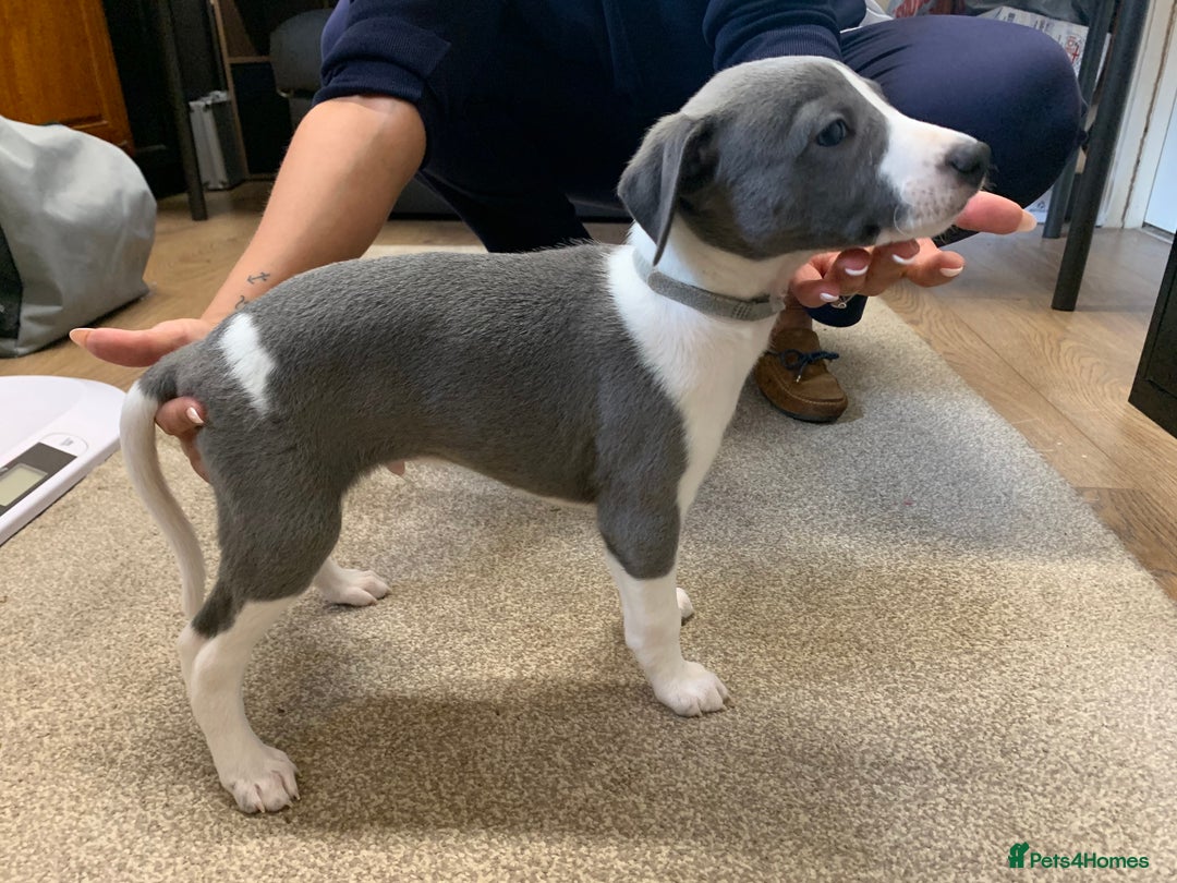 Whippet dogs for sale: Beautiful K.C Registered Whippet pups for sale  - Image 14
