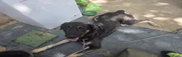 Mixed Breed dogs for sale: Shepard mix looking for her forever home  - Advert 8