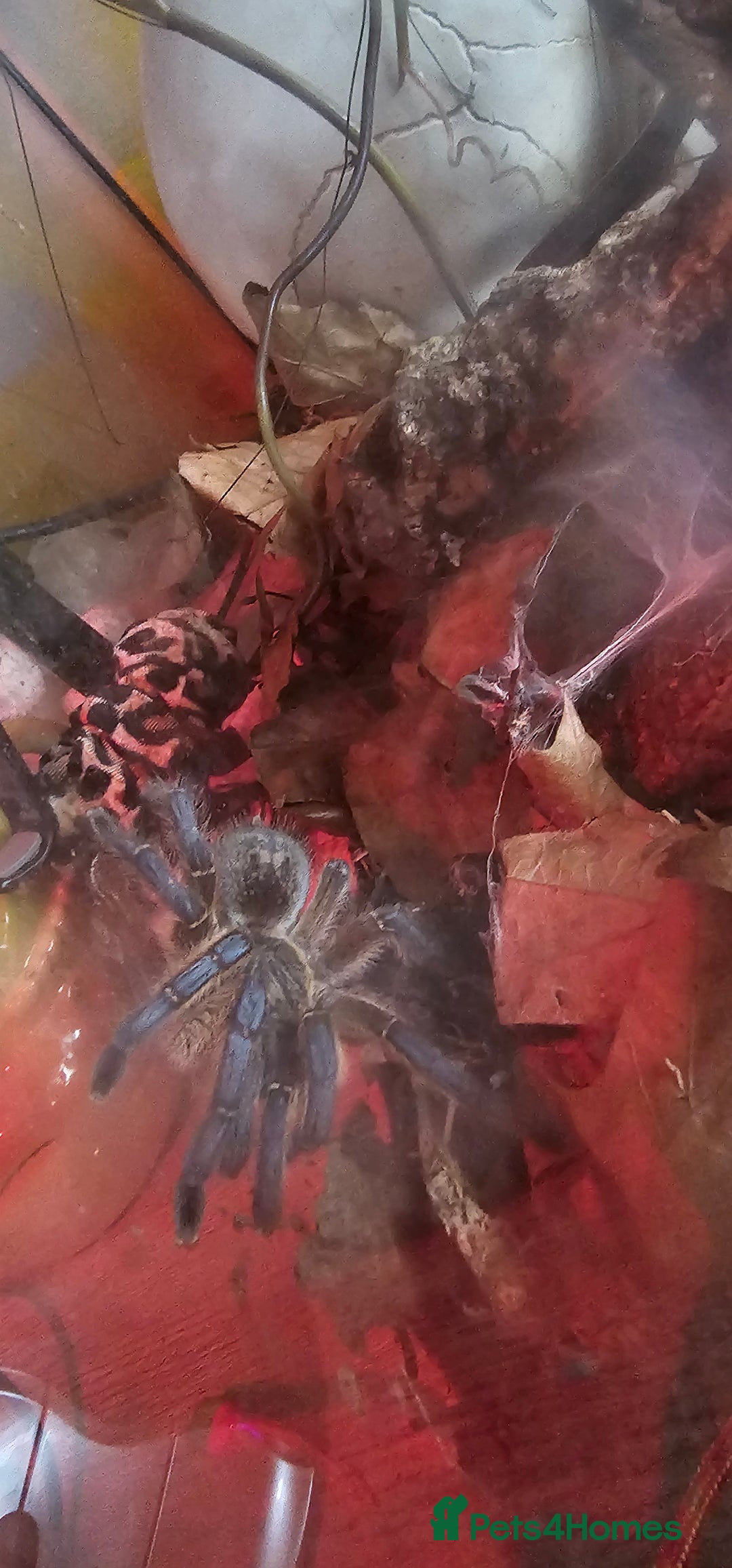 Tarantulas invertebrates for sale: Golden Blue Leg Baboon/H pulchripes - Advert 2