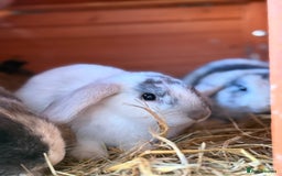 French Lop rabbits for sale: 5 adorable lop eared rabbits for sale! - Image 5