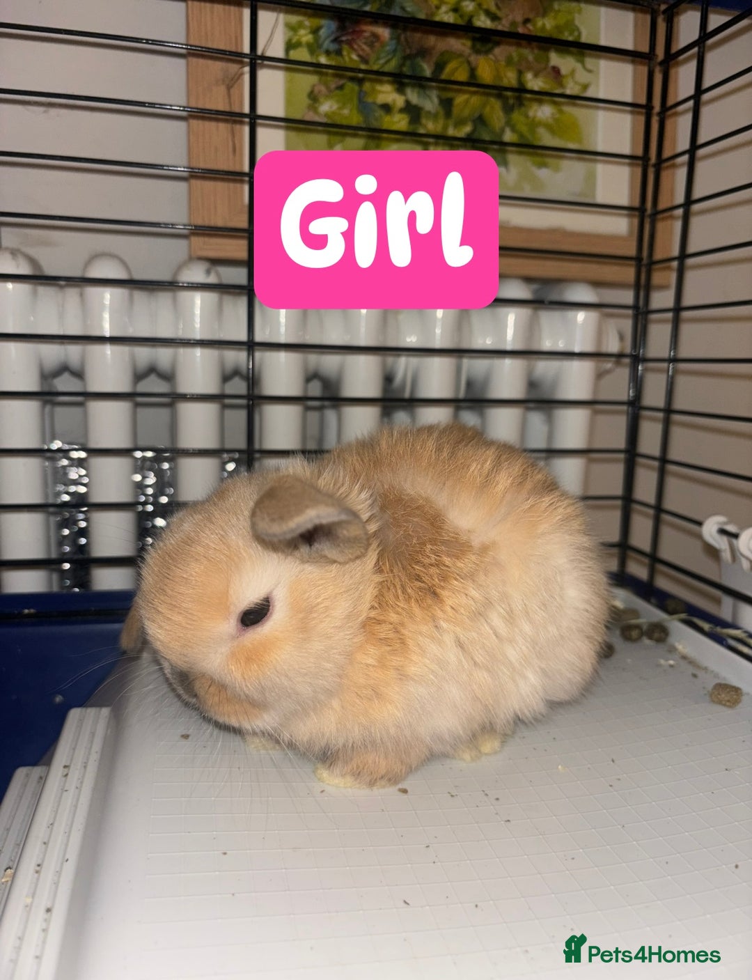 Mini Lop rabbits for sale: Mini lop bunnies  - Advert 3