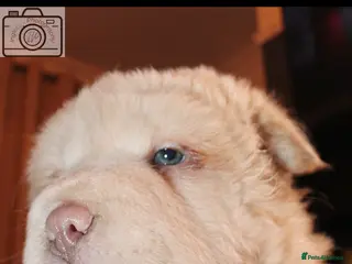 Shar Pei dogs 3 bears ready to leave now 🐻 - Advert 3