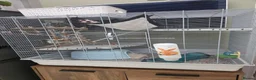 Rat rodents for sale: Two Lovely Rats in Derby - Advert 4
