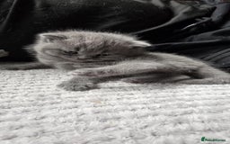 British Shorthair cats for sale: British Shorthair Kittens - Image 5