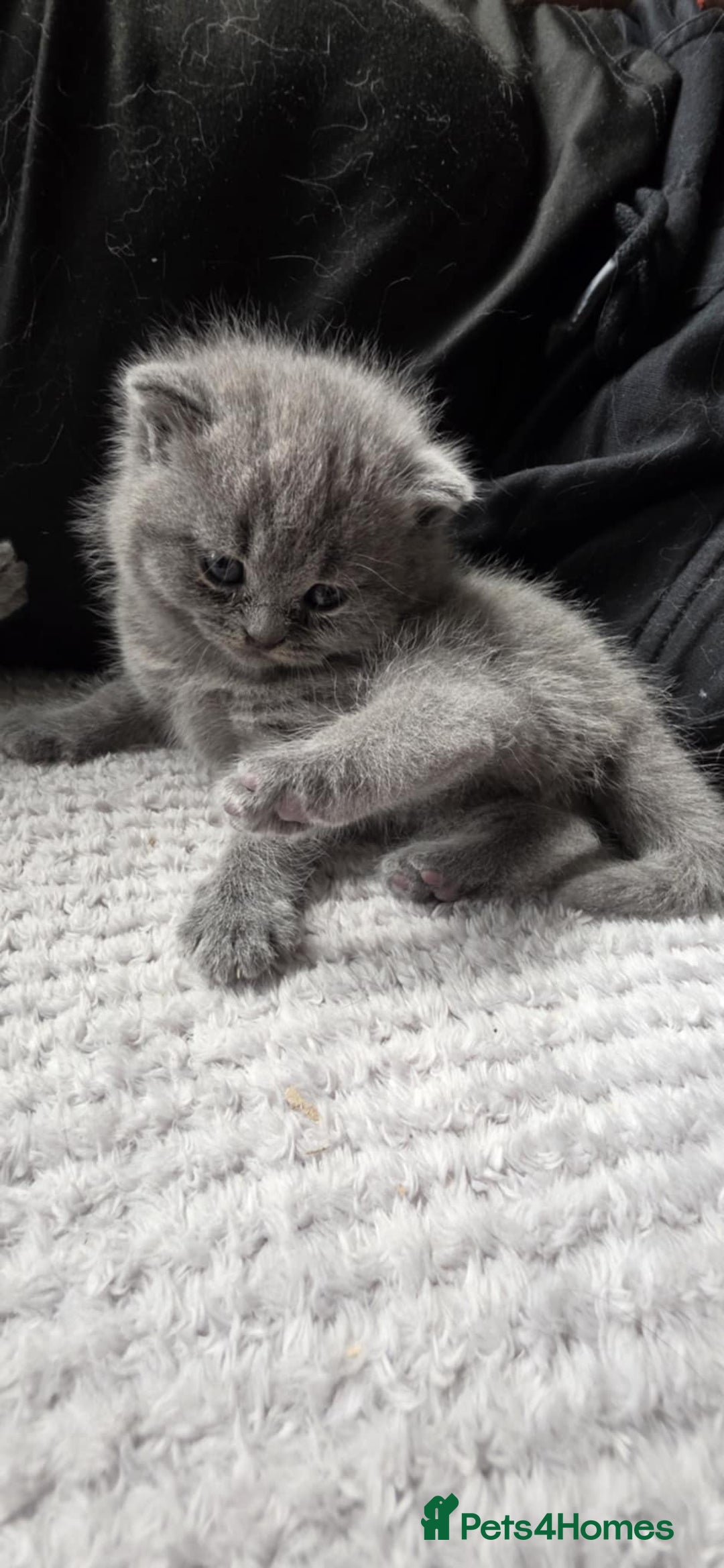 British Shorthair cats for sale: British Shorthair Kittens - Image 5