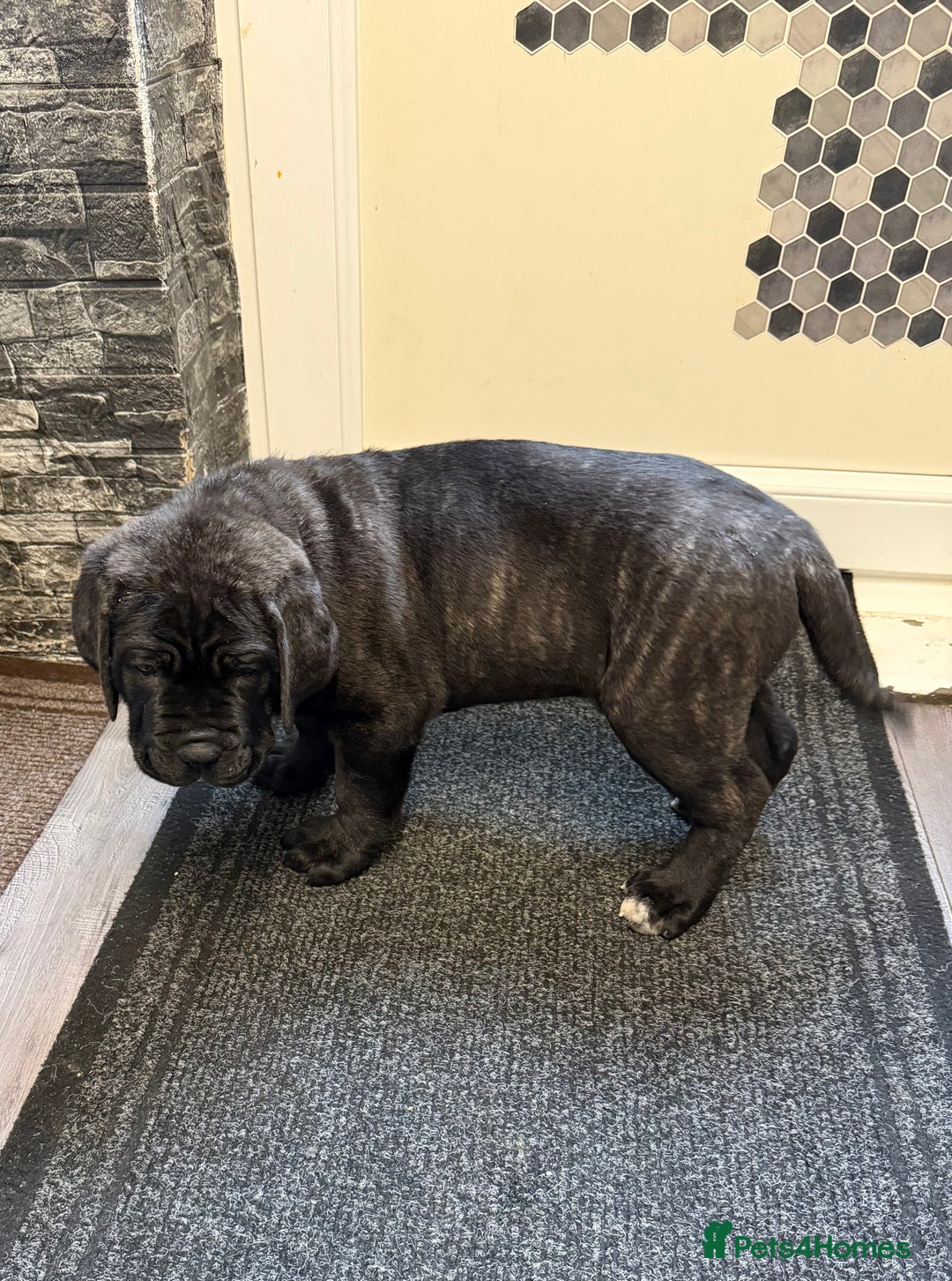 Cane Corso dogs for sale: Cane corso for sale  - Image 5