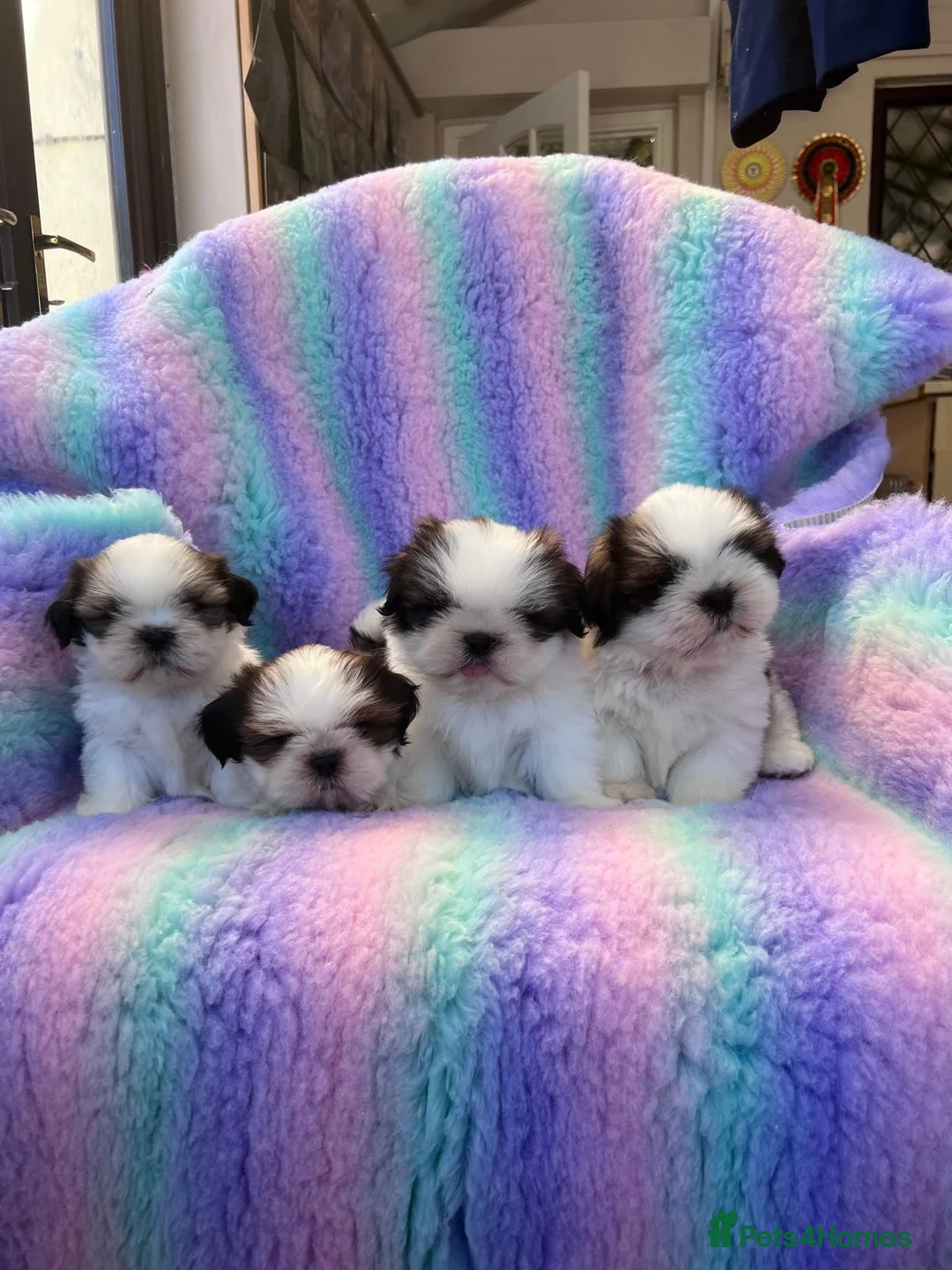 Shih Tzu dogs for sale: Lovely Shih Tzu puppies - Advert 1