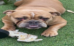 English Bulldog dogs for sale: Female British bulldog  - Image 6