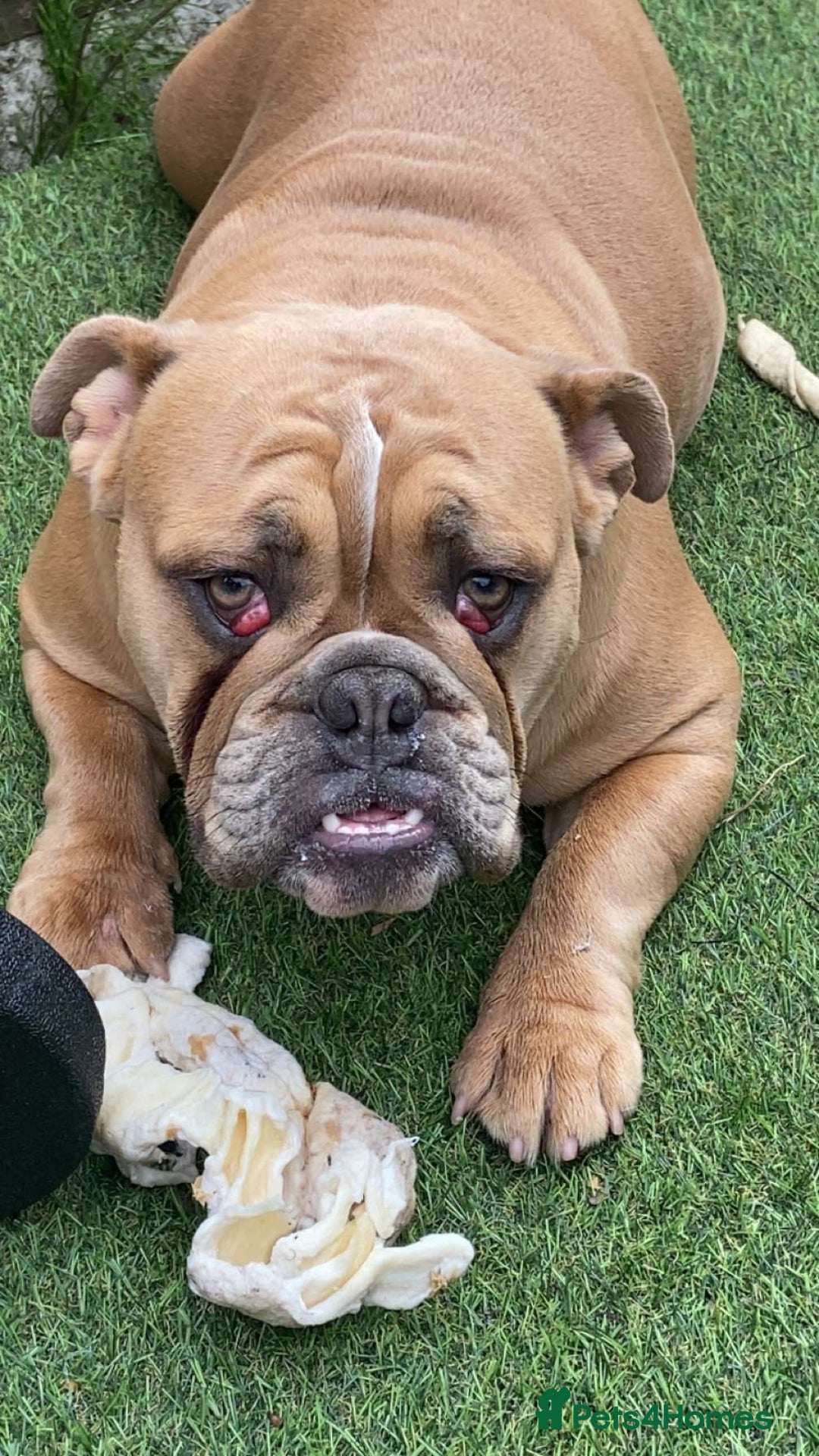 English Bulldog dogs for sale: Female British bulldog  - Image 6