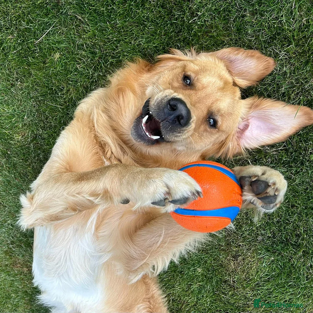 Golden Retriever dogs for stud: Frank is ready to be a Stud dog - Advert 5