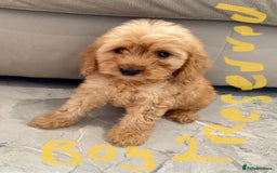 Cockapoo dogs for sale: (F1 show cockapoos (PRA CLEAR) - Image 11