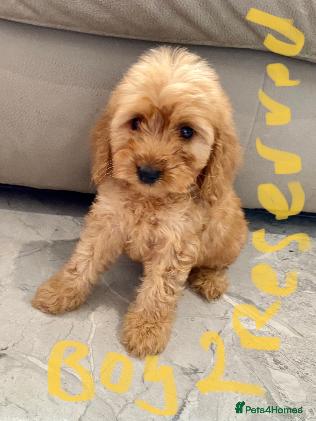 Cockapoo dogs for sale: (F1 show cockapoos (PRA CLEAR) - Image 11