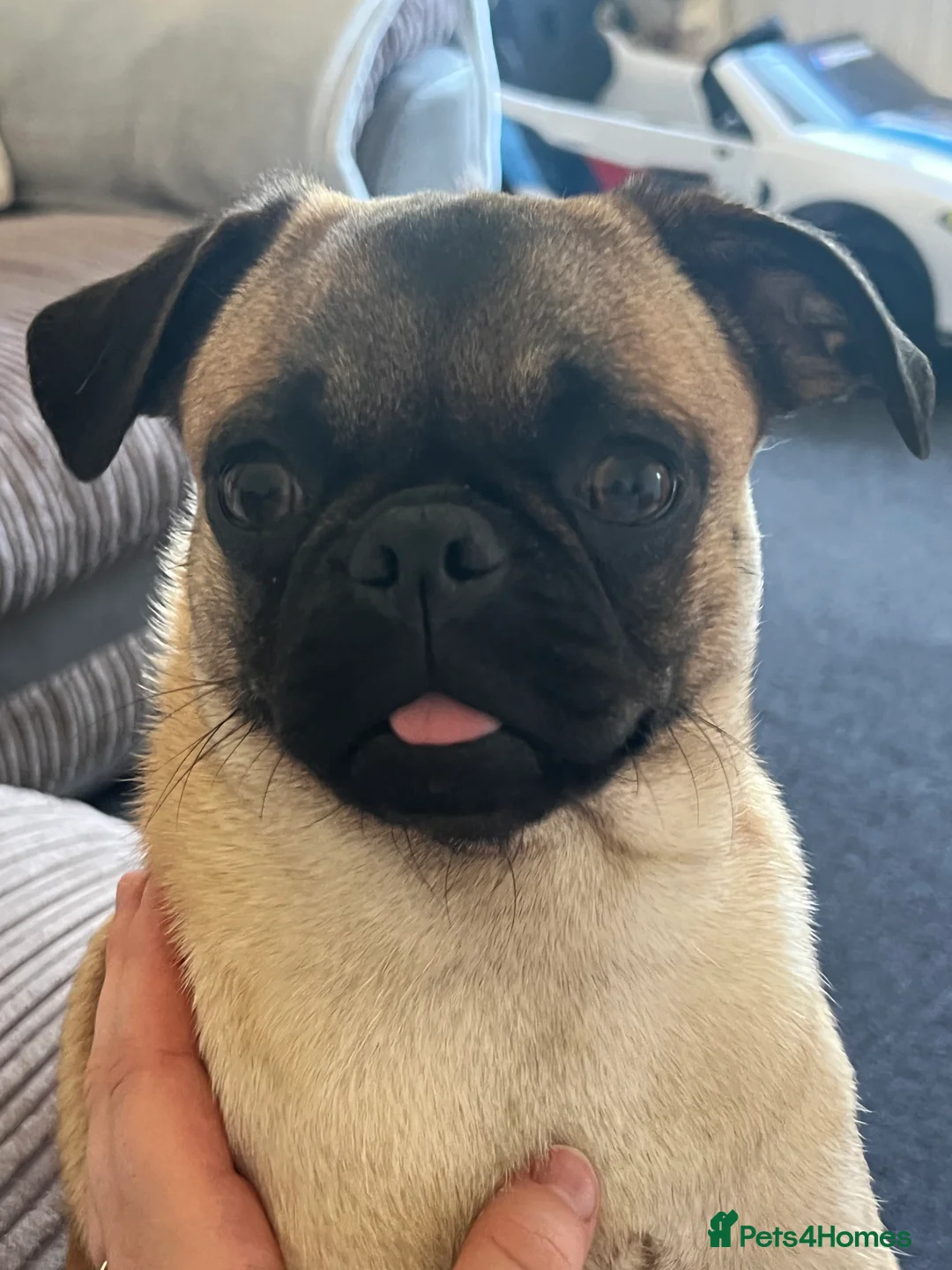 Pug dogs for sale: Loving Home Needed for 2-Year-Old Female Pug in Aldershot - Advert 5