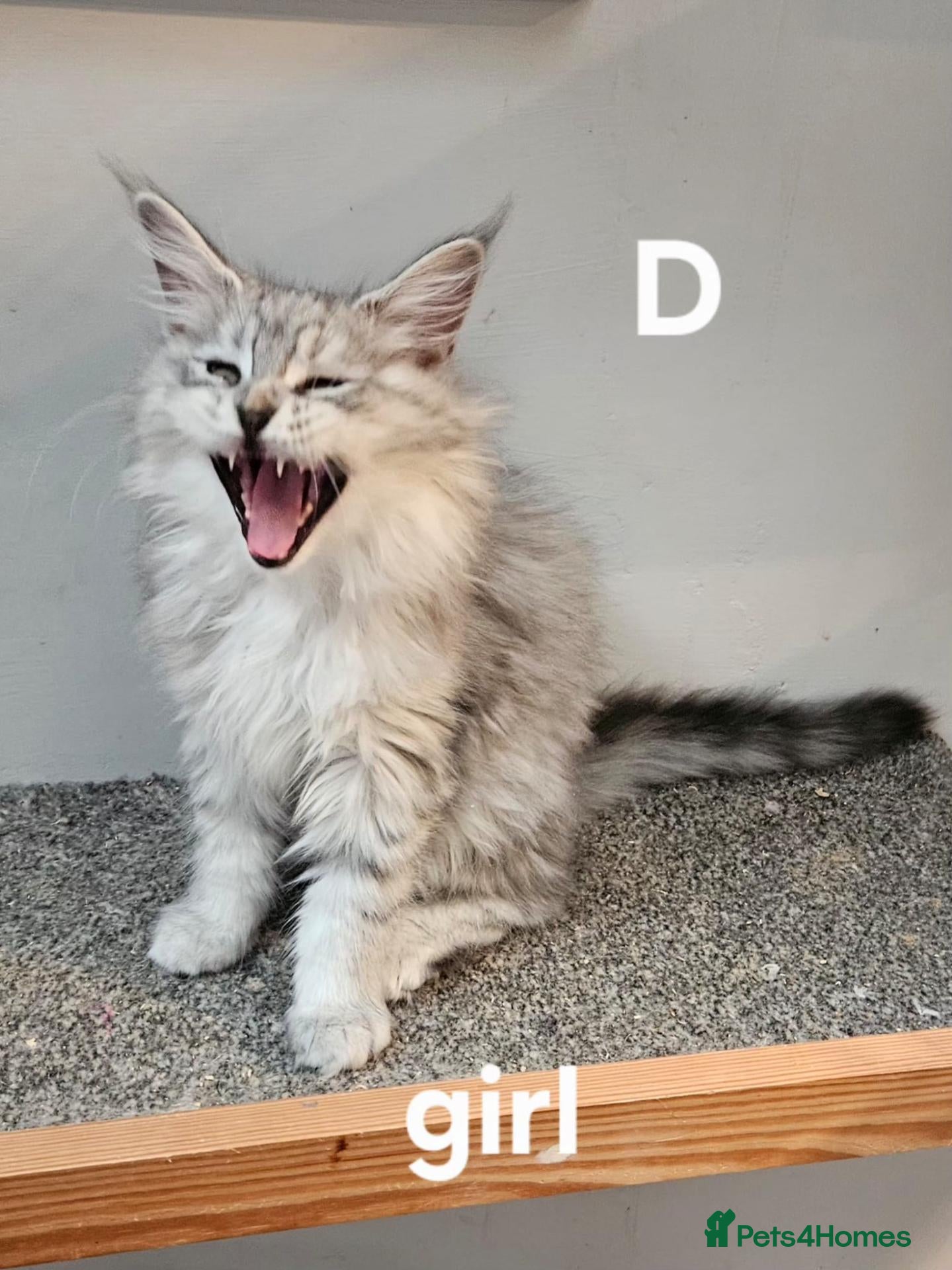 Maine Coon cats for sale: Large Maine Coon kittens regd European bloodline - Advert 20