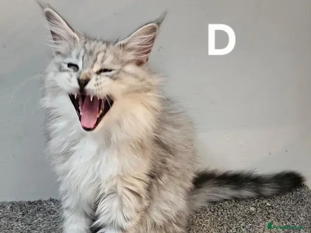 Maine Coon cats for sale: Large Maine Coon kittens regd European bloodline - Advert 20