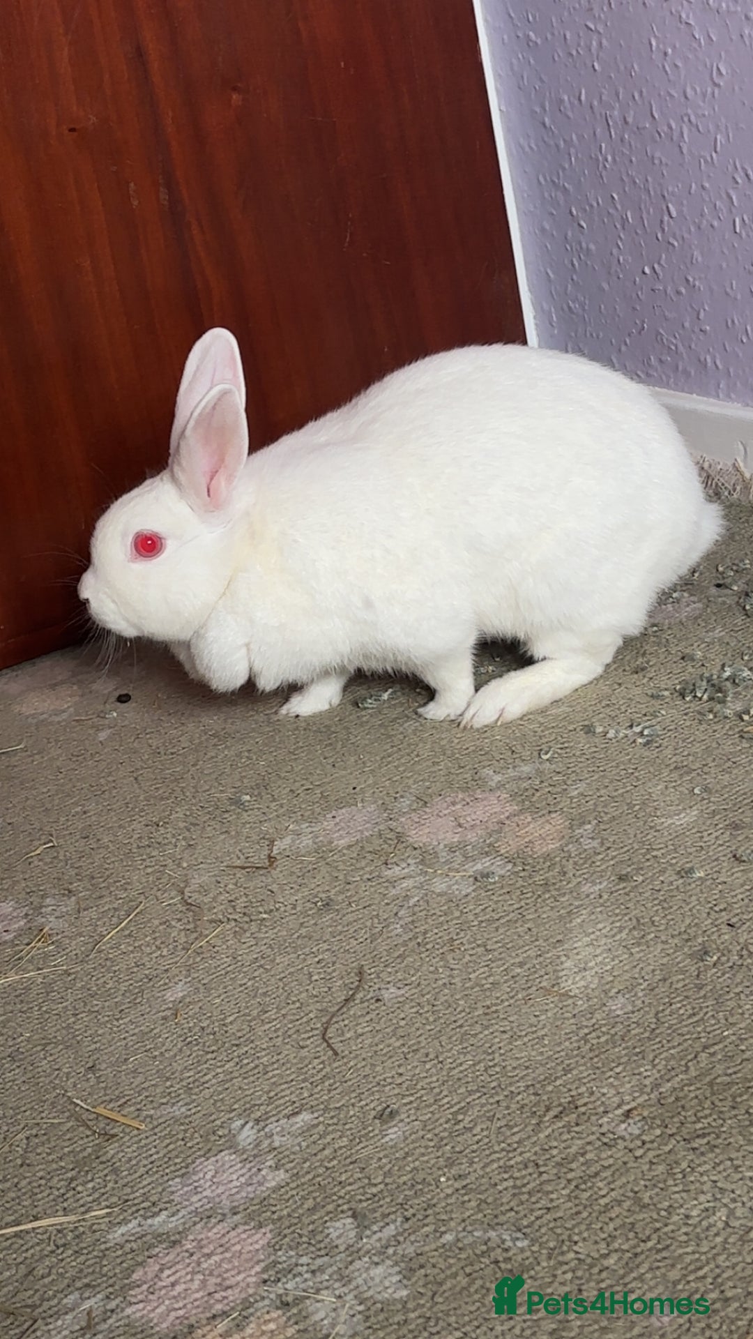 Dutch rabbits for sale: White rabbit assume dutch breed - Image 3