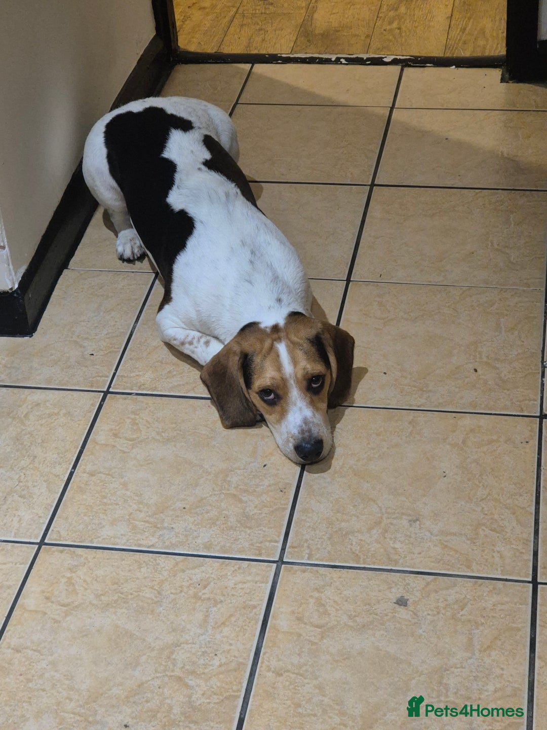 Beagle dogs for sale: Beagle  - Advert 2