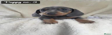 Miniature Dachshund Puppy 3