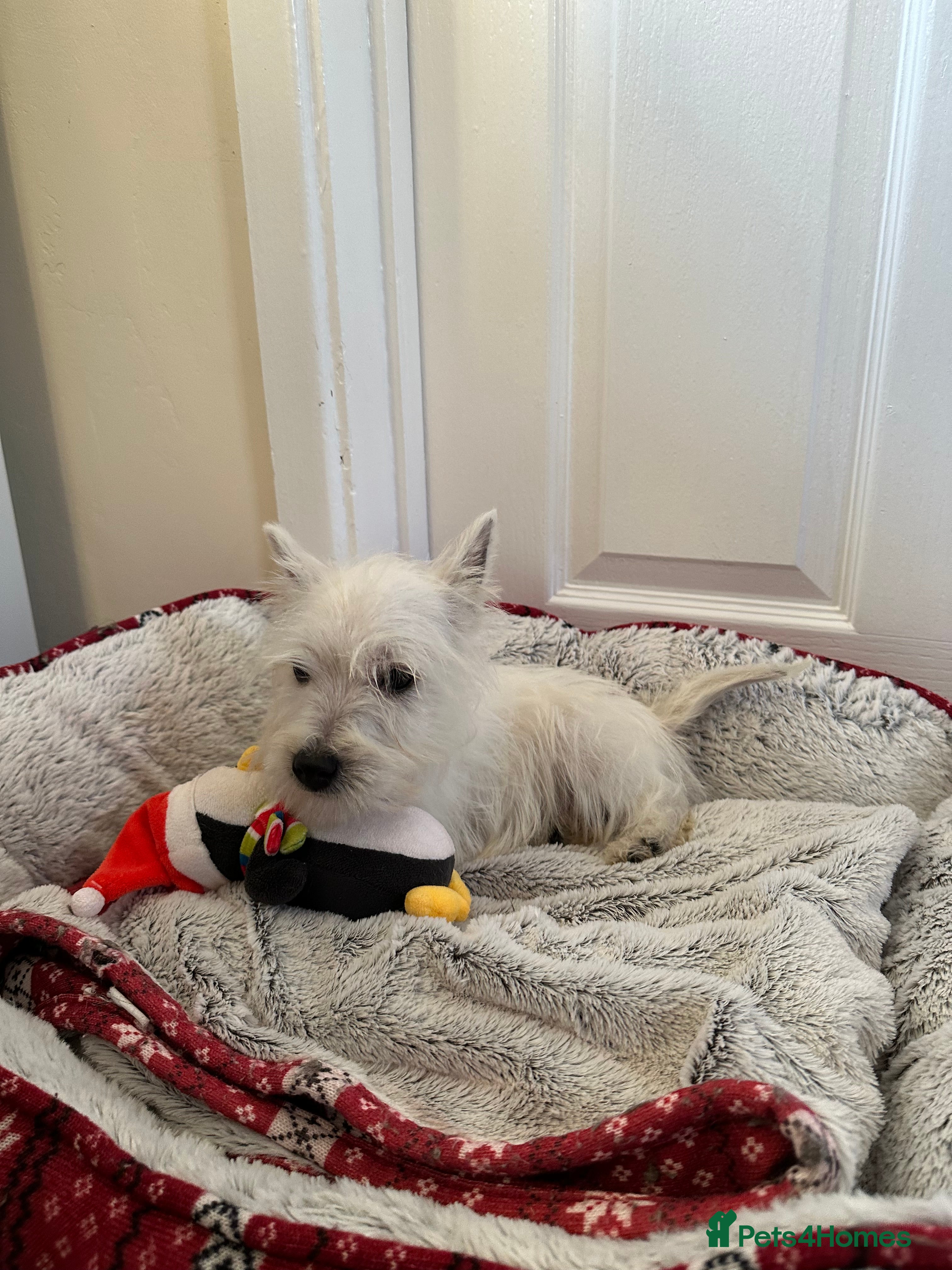 West Highland Terrier dogs Beautiful West highland terrier puppies  - Advert 1