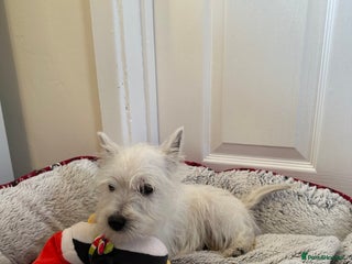 West Highland Terrier dogs Beautiful West highland terrier puppies - Advert 1