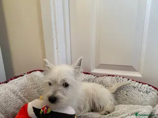 West Highland Terrier dogs Beautiful West highland terrier puppies - Advert 4
