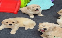 Golden Retriever dogs for sale: Sweet golden retriever puppies  - Image 1