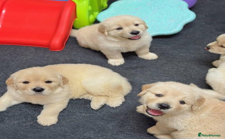 Golden Retriever dogs - Advert 1