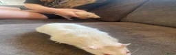 Rat rodents for sale: 2 albino rats  - Advert 6