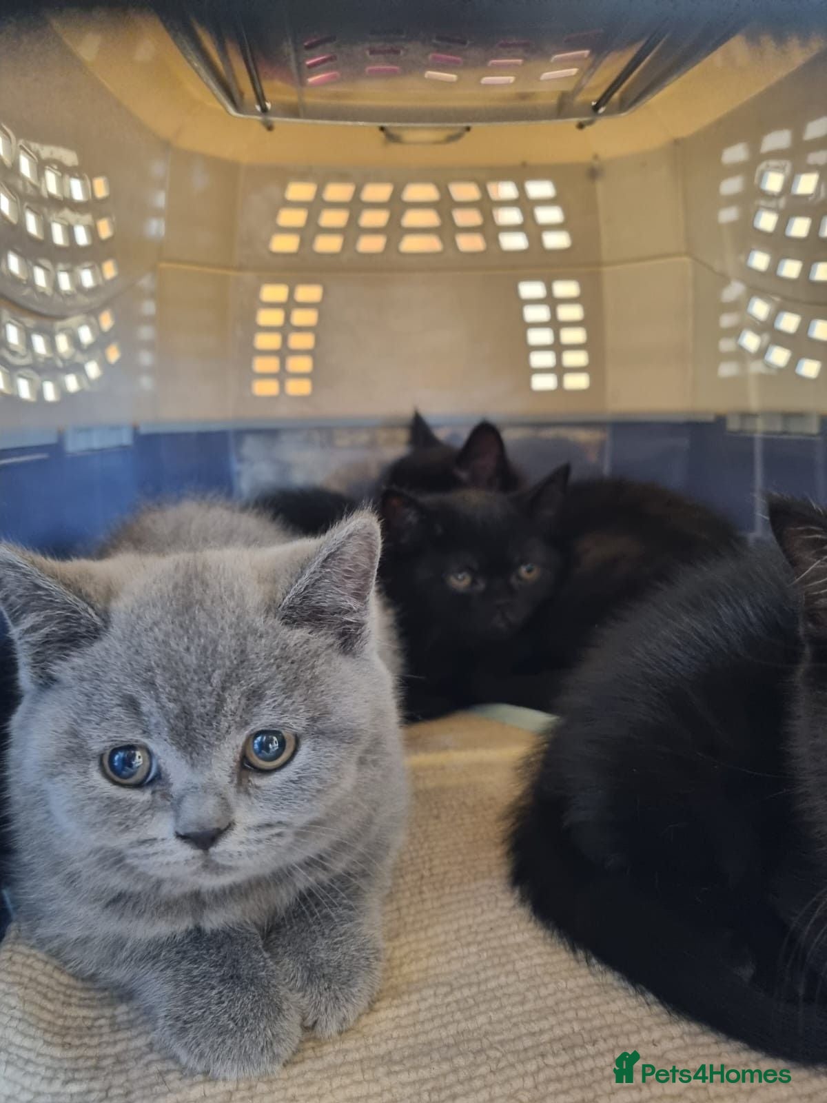 British Shorthair cats   GCCF reg BSH black kittens + chocolate hue sept  - Advert 2