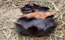 Guinea Pig rodents for sale: Abyssinian Boar Baby, black & tan band & rosettes - Image 1