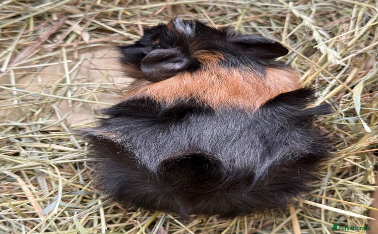 Guinea Pig rodents - Advert 1