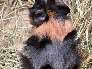 Guinea Pig rodents - Advert 2