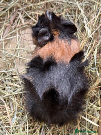 Guinea Pig rodents - Advert 1