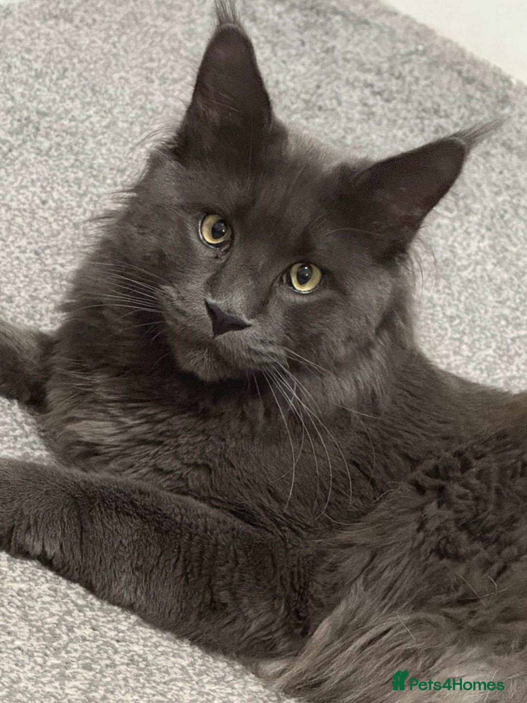 Maine Coon cats for sale: Beautiful Purebred maine coon kittens - Advert 4