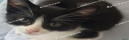 Mixed Breed cats for sale: Adorable kitten looking for a loving home. - Advert 9
