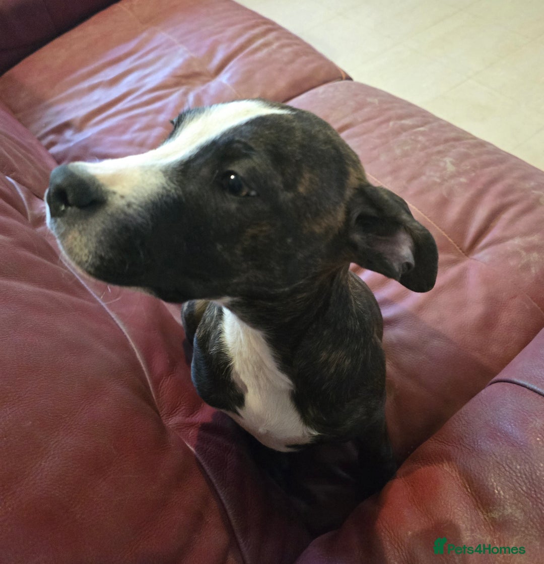 Mixed Breed dogs for sale: Bullmastiff x staff puppies - Advert 3