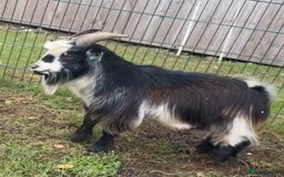 Goats livestock for sale: Galactica Astronaut Goliath  - Image 2