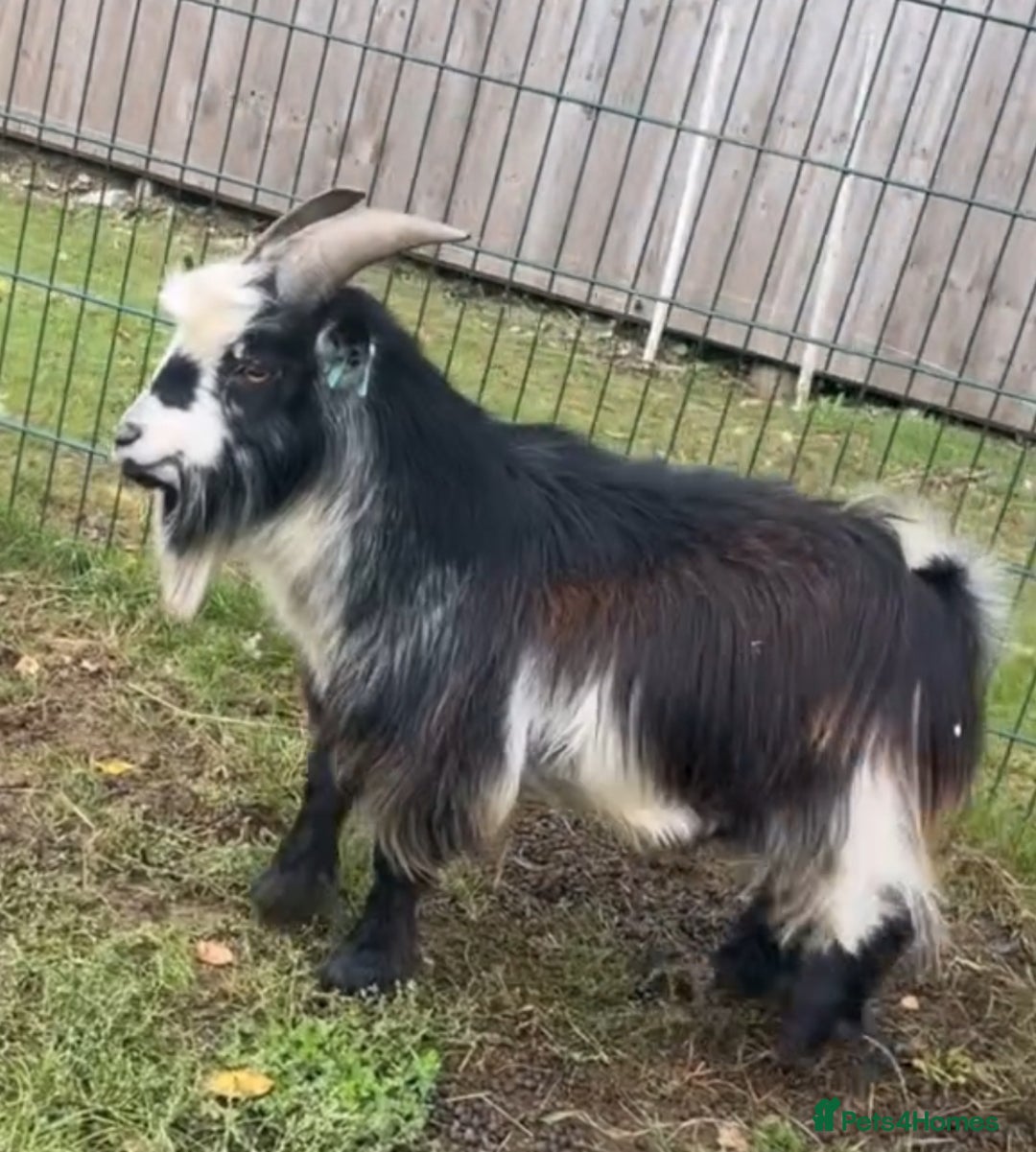 Goats livestock for sale: Galactica Astronaut Goliath  - Image 2