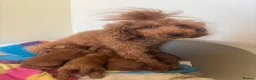 Toy Poodle dogs for sale: Asian toy poodle red brown  - Advert 11