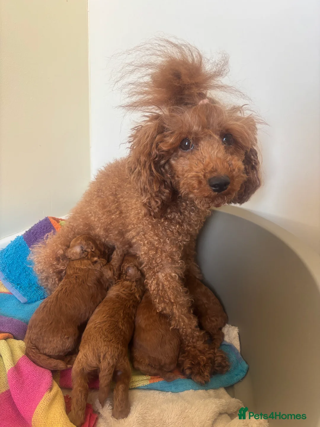 Toy Poodle dogs for sale: Asian toy poodle red brown  - Advert 11
