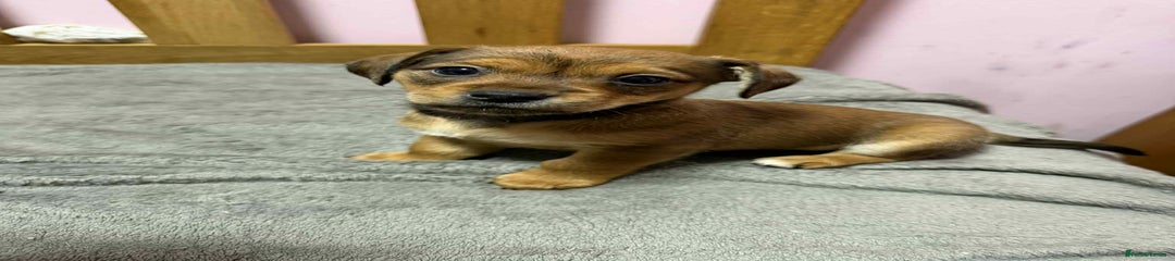 Mixed Breed Puppy 1