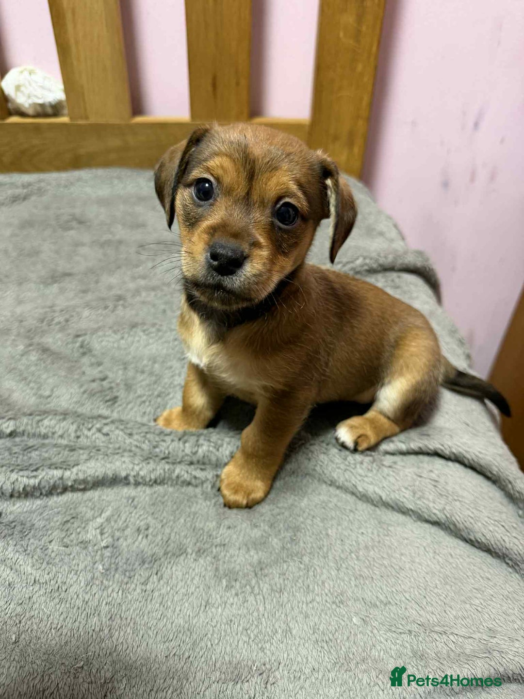 Mixed Breed dogs for sale: Beautiful female puppy.  - Image 6