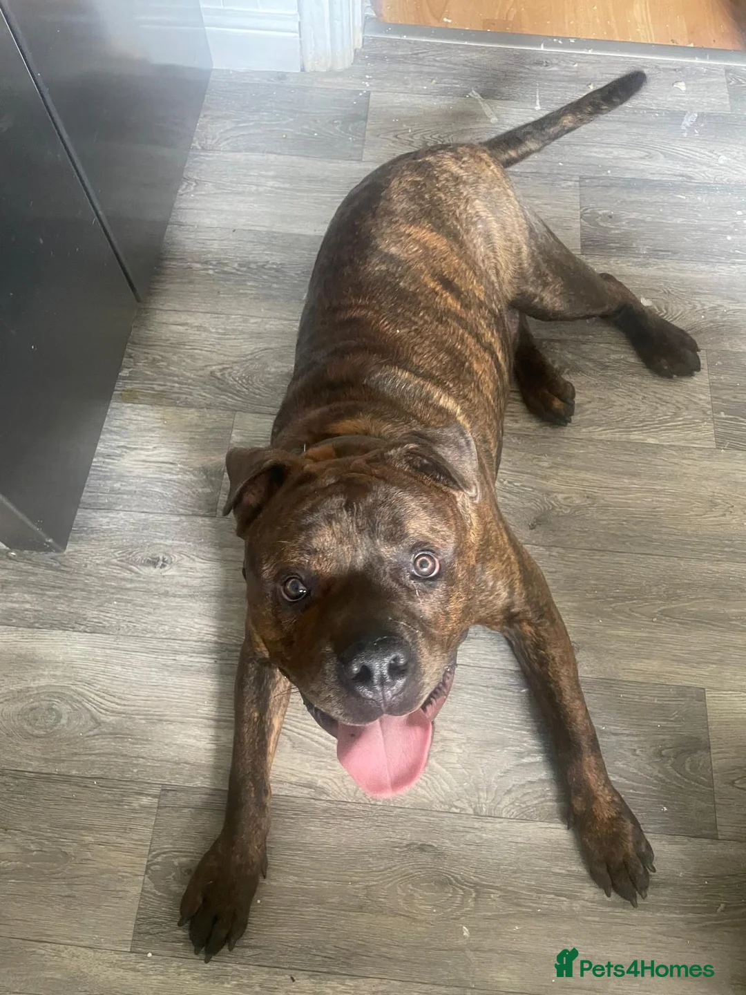 Mixed Breed dogs for sale: Denzel  in Oldham - Advert 2