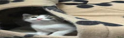 Domestic Shorthair cats for sale: Silver and white Tabby boy  - Advert 9