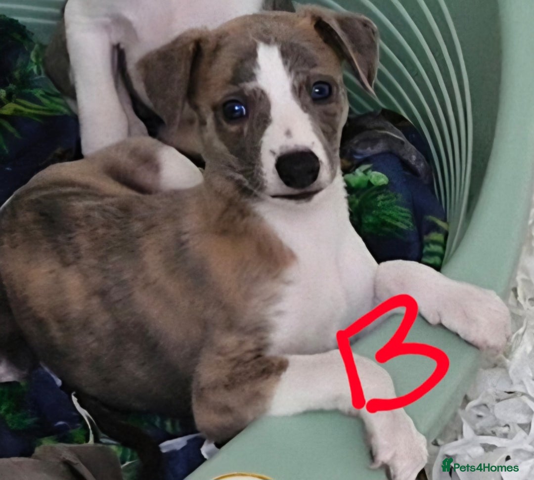 Whippet dogs for sale: Beautiful Pedigree Whippet Puppies. - Image 3