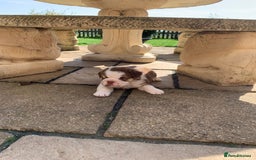 English Bulldog dogs for sale: Quality English bulldog pups fluffy LAST BOY - Image 13
