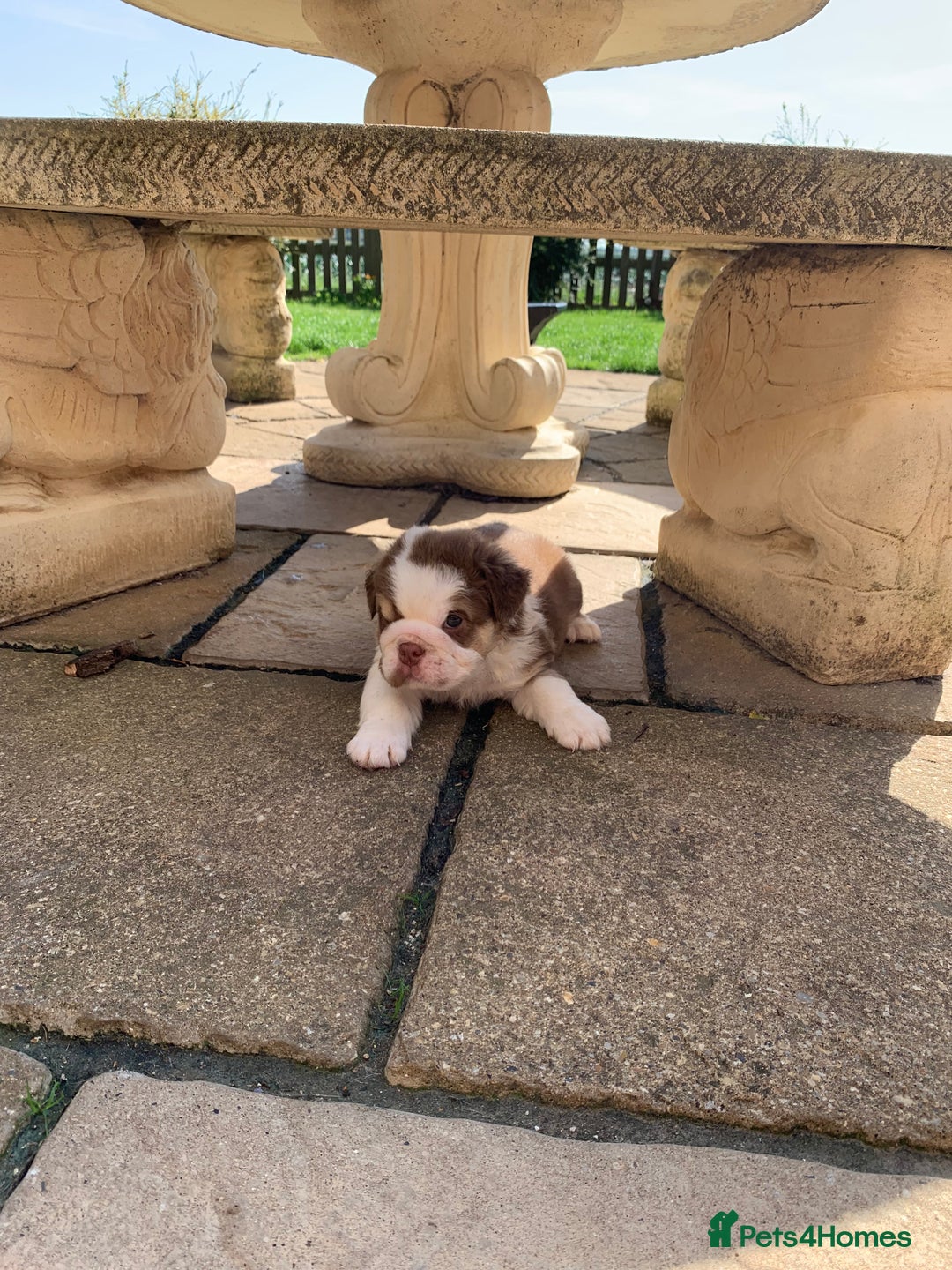 English Bulldog dogs for sale: Quality English bulldog pups fluffy LAST BOY - Image 13
